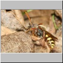 Nomada panzeri - Wespenbiene m02a 6-7mm - Sandgrube Niedringhaussee det.jpg